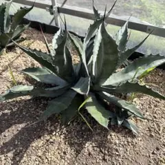 青メリコ　　大株 2025年最新】アプラナータの人気アイテム - メルカリ