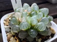 ハオルチア　オブツーサ錦 1のサムネイル