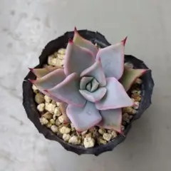 よしの様 リクエスト 3点 まとめ商品