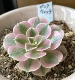 2025年最新】多肉植物 アエオニウム ピンクウィッチの人気