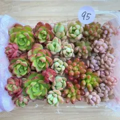 95 多肉植物　多肉弁当　詰め合わせ　寄せ植え　セット　カット苗　レティジア