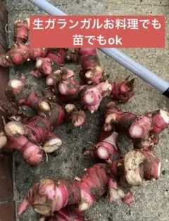 採れたてガランガルお料理でも苗でもOK 5kg 採れたてガランガルお料理でも苗でもOK 5kg 【公式通販】