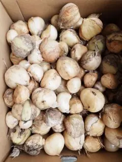 ベトナム産ヒカマ Củ đậu - 約2kg(5〜7個)送料込 - メルカリ
