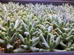 優飛mama様 リクエスト 3点 まとめ商品