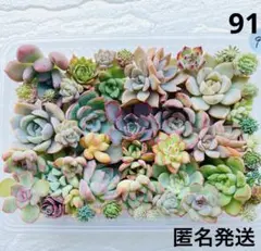 多肉植物　多肉弁当　詰め合わせ　寄せ植え　セット　韓国苗　カット苗　セダム