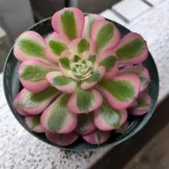 大株花顔❤️ピンクディジー③❤️3頭群生 アエオニウム 多肉植物