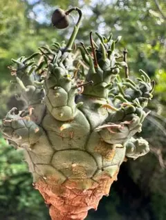 N*R様 Z23特選 ユーフォルビア デセプタEuphorbia decepta - メルカリ