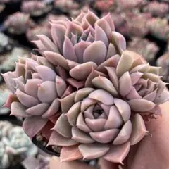 コロラータルーフ(ホワイトタイプ)札付きポットごとメルカリ便サボテン相談室 コロラータルーフ(ホワイトタイプ)札付きポットごとメルカリ便サボテン