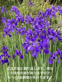 紫色のあやめ来季用、球根、新芽。おまけ付き。 早い者勝ち〜。