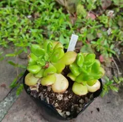 ペンデンス 抜き苗 多肉植物 - メルカリ