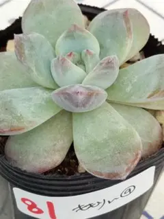 81 ももりん⑨／ミックスベリア　多肉植物