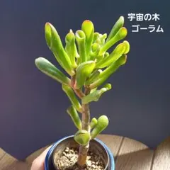 金のなる木 ゴーラム（宇宙の木）抜き苗♪ - メルカリ