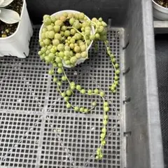 おそらさく様 リクエスト 2点 まとめ商品