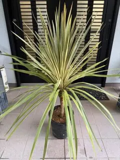 ドラセナ☆ユッカ エレファンティペス☆幸福の木☆観葉植物☆大きめ