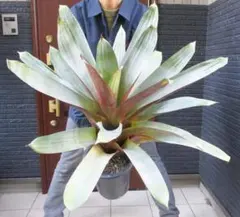 ブロメリア　コレクション皇帝アナナス　Alcantarea odorata Silver clone ブロメリア コレクション 皇帝アナナス Alcantalea edmundoi