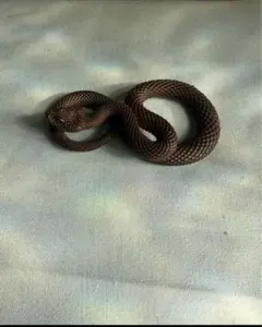 Item thumbnail for item c330b858-1728-4c4f-8e16-0e056208d93d