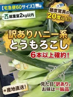 【もぎたて新鮮！】茨城県産 ハニー系とうもろこし 6本以上（2kg以内）のサムネイル
