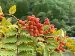 花山椒 新鮮摘みたて 100g - メルカリ