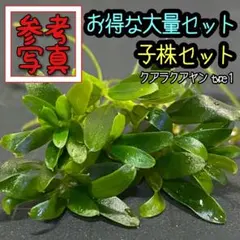 Samany◎様 リクエスト 2点 まとめ商品