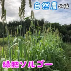 梅子様 リクエスト 2点 まとめ商品