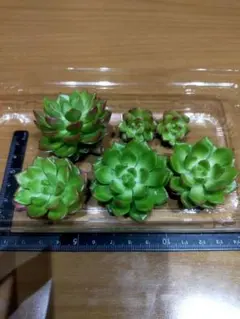 多肉植物 レティジア6個セット　カット苗　ボリュームあり♪