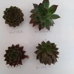 多肉植物 センペルビウム カット苗