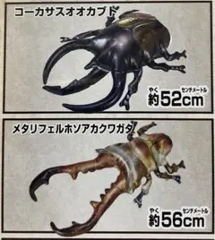 2025年最新】コーカサス 標本の人気アイテム - メルカリ