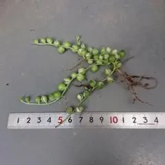 斑入りグリーンネックレス⑥