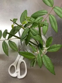 2025年最新】つるバラ ユキコの人気アイテム - メルカリ