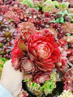 黑魔錦群生5 多肉植物 アエオニウム 抜き苗 - メルカリ