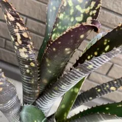Billbergia DM × 'Kolan Dark Knight' - メルカリ