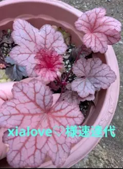 xialove♡様速達代