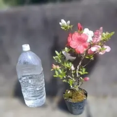 さつき盆栽(黒紅の月) 人気品種 手入れ済 - メルカリ