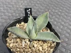 ラスト 本日限定 値下げ パリートランカータ 優秀 アガべ 地植え