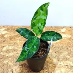 アグラオネマ ピクタム 