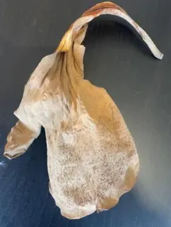 2025年最新】エレファントティス 胞子の人気アイテム - メルカリ