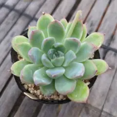 2026年最新】サボテン相談室の人気アイテム - メルカリ