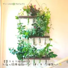 【盛りもり植物BOX】お庭の簡単植物シリーズ 挿し木 12種類セット✨（増量中）