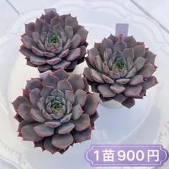 お得な10苗セット！おらいさん・cozさん・韓国苗　札付き・メルカリ便発送！ 2025年最新】多肉植物 韓国苗 訳ありの人気アイテム - メルカリ