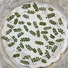 No.225 ソフォラリトルベイビーのドライフラワー