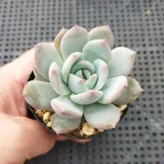 ホーリンぜ✕ケッセルリンギアナ♥️子株付き✨ ホーリンぜ✕ケッセルリンギアナ♥️子株付き✨ エケベリア