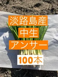 2025年最新】苗 玉ねぎの人気アイテム - メルカリ