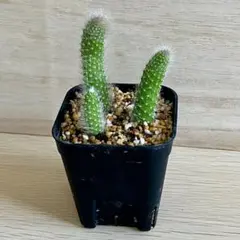 ちび様 リクエスト 2点 まとめ商品