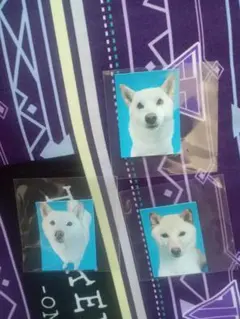 赤の他人の証明写真　白柴3枚　わんこ　柴犬