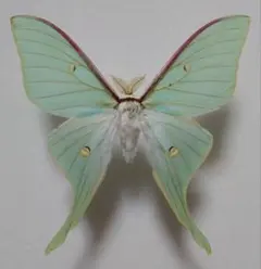 2026年最新】昆虫標本 蝶の人気アイテム - メルカリ
