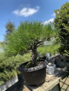 貴風 山採り 赤松盆栽】⭕天然舎利、幹曲、古木❗
