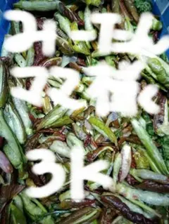 みーたんママ様専用 新芽　山菜イタドリさしぼっこ　約3kg