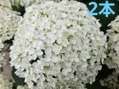 アナベル① 白いアジサイ 挿し芽苗 アメリカ紫陽花 抜き苗1本 アナベルE 白いアジサイ 充実挿し芽苗 アメリカ紫陽花 抜き苗1本