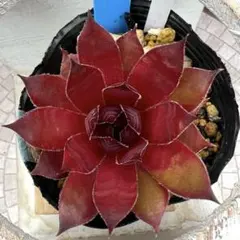 多肉植物 センペルビウム ストロベリーキウイ No.155【青】 - メルカリ