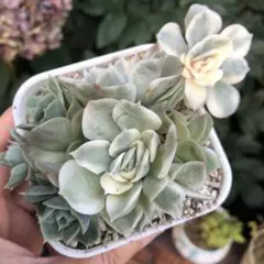 現物　アンスノー錦　群生　エケベリア　多肉植物のサムネイル